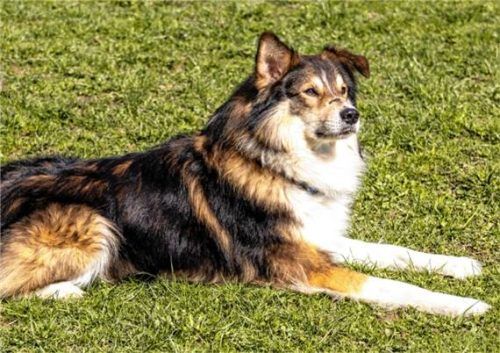 Jacky ist ein Aussiemix-Rüde. Foto re