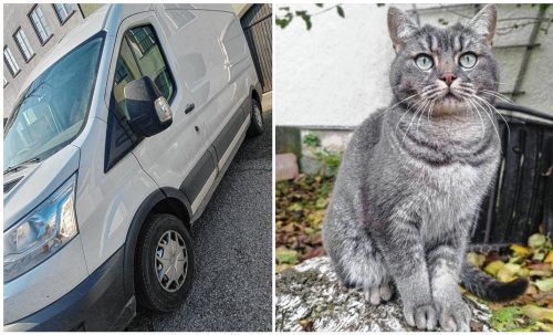 Kater Lui aus Reichertsheim (rechts) wurde gestohlen. Ein Lieferwagenfahrer „entführte“ das Tier in seinem Transporter. Fotos Birkhof; Meier-Echtler
