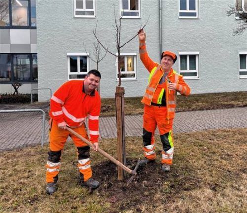 Kümmern sich um die landkreiseigenen Obstbäume: (von links) Obstbaumwart Markus Kohlschmid und Obstbaumwart Hubert Stadler.Fotos  Landratsamt