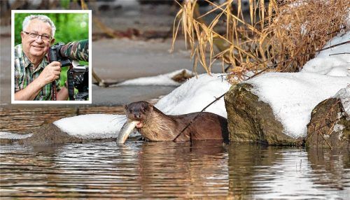 Mahlzeit! Ein jagender Otter ist ein besonders seltenes Motiv, das war auch für den passionierten Fotografen aus Töging ein seltenes Erlebnis. Fotos  Bogner