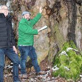 Von Pilz bedroht: Naturdenkmal in Gefahr