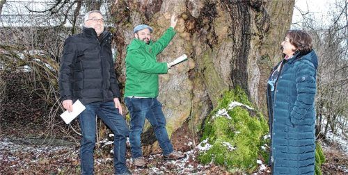 Martin Dorfner, Kreisfachberater Stefan Zimmermann und Bürgermeisterin Petra Jackl (von links) vor der rund 700 Jahre alten Linde.Fotos  Huckemeyer