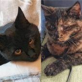 Fine und Maxi verlieren ihre Pflegestelle und brauchen Hilfe