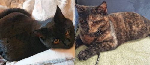 Maxi (links) und Fine suchen gemeinsam ein neues Zuhause.Foto re