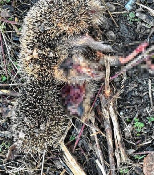 Mindestens sieben tote Igel wurden nach Vegetationsarbeiten am Bahndamm in Schechen-Hochstätt gefunden. Die Tierrechtsorganisation Peta erstattete Strafanzeige. Fotos Peta