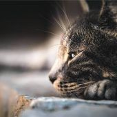 Katzenschutzverordnung: Prien nicht zuständig