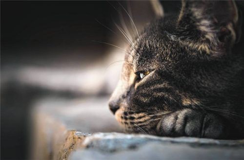 Ob der Tiger gechippt ist? Gilt eine Katzenschutzverordnung, können Katzenbesitzer dazu verpflichtet werden, einen solchen Eingriff vornehmen zu lassen. Foto Pixabay