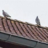 Taubenplage in Waldkraiburg