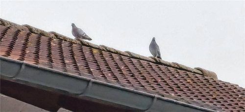 Tauben sitzen auf dem Dach in einer Waldkraiburger Siedlung. Foto Weinfurtner
