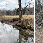 Kahlschlag am Mühlbach