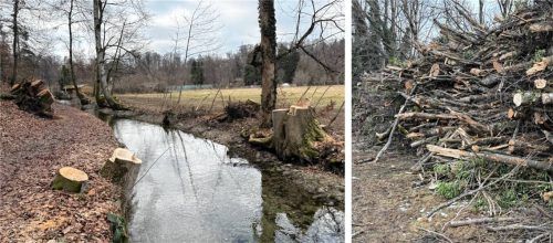 Zahlreiche Bäume wurden am Priener Mühlbach gefällt. Warum, erklärt ein Experte bei einer Besichtigung. Foto Nägele