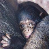 Name für Schimpansen-Baby gesucht