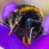 Forscher: Fotografieren Sie Hummeln!