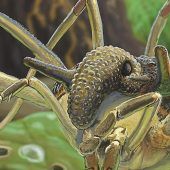 Gruß aus der Urzeit