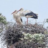Bad Feilnbacher Störche in Wartestellung zum Eierlegen