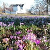 Der Frühling erwacht blühend am Kellerberg