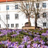 Krokusse läuten den Frühling ein