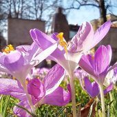 Der Frühling lässt sich nicht mehr aufhalten