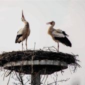 Storchenpaar ist zurück in Walkersaich