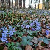 Farbenteppich im Wald