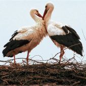 Frühlingsgefühle in luftiger Höhe