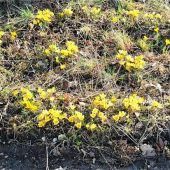 Krokus-Smiley für gute Laune