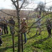 Tipps von den Profis: Obstbäume richtig schneiden