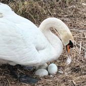 Werdende Schwanenmama brütet heuer am Triftbach drei Eier aus