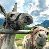 Keiner vom hohen Ross