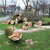 Kastanie und Silberahorn fallen Pilzbefall zum Opfer