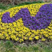 Blumenpracht in Waldkraiburg