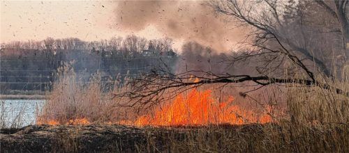 Am Innufer stand am vergangenen Sonntag das Schilf in Flammen. Der aufsteigende Rauch war weithin zu sehen. Der Einsatz dauerte sieben Stunden. Foto Barth