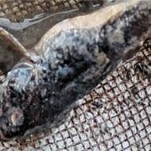 Wassermangel setzt der Fauna zu: Tote Fische in der Goldach