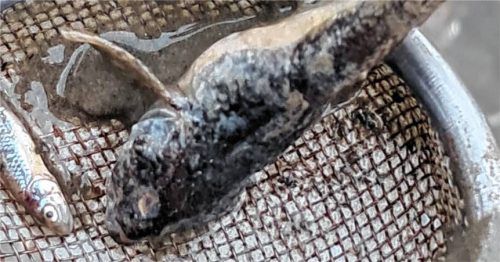 Auch die geschützten Groppen waren vom Fischsterben in der Goldach betroffen. Foto sutherland