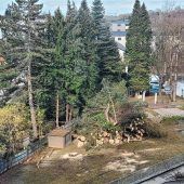 Kritik an Baumfällung am Romed-Klinikum