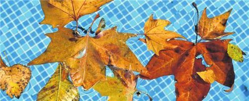 Blätter im Pool sind oft ein Ärgernis. Klagen haben wenig Erfolgsaussichten. Foto Smarterpix/shurup