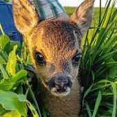 Kitzrettung ist vordringlich