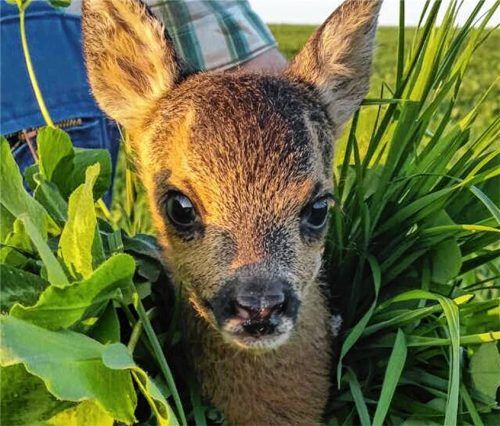 Die Jagdgenossen Schwindegg wollen eine zweite Drohne zur Kitzrettung kaufen. Foto Kulturverein