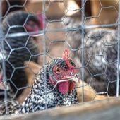 Tödliche Gefahr für Tausende Tiere