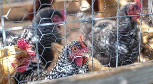 Die Newcastle-Krankheit ist eine hochansteckende – und deshalb anzeigepflichtige – Tierseuche. Vor allem Hühner und Puten können sich infizieren, aber auch andere Vögel wie Enten, Gänse oder Tauben können das Virus in sich tragen, verbreiten oder erkranken. Foto IMAGO