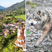 Neuer Beweis: Wolf streift durch Region