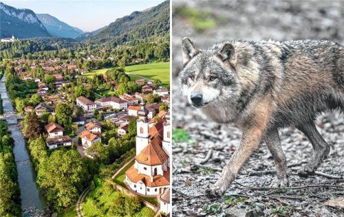 Ein im Priental, unweit von Aschau, gerissenes Wildtier konnte nun einem Wolf zugeordnet werden, der bereits länger durch die Region streift. Fotos Touristinfo Aschau/dpa