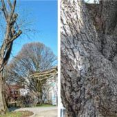 Baumfällungen in Kolbermoor nach Pilzbefall