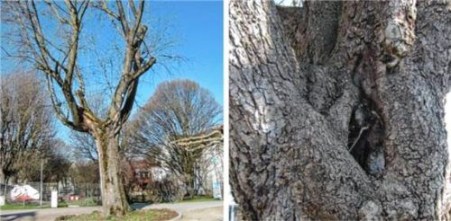 Ein markanter Silberahorn (links) und eine große Rosskastanie müssen gefällt werden. Foto Stadt Kolbermoor