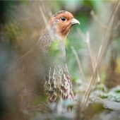 Verkehrte Welt beim Abschussverhalten von Rebhühnern