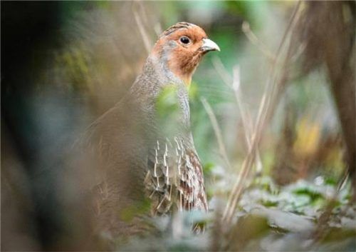 Ein Rebhuhn sitzt in einem Gehege. Das Rebhuhn ist Vogel des Jahres 2026. Foto dpa