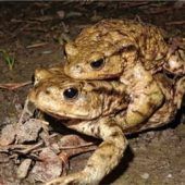 Amphibien gehen auf Wanderschaft