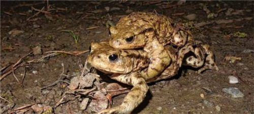 Ein wanderndes Erdkrötenpaar. Die Tiere brauchen die Hilfe der Menschen, um nicht überfahren zu werden.Foto  Zahn
