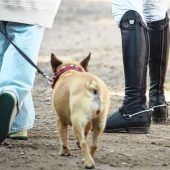 Wofür Hundesteuer zahlen?