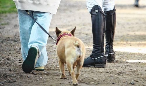 Entweder die Hundesteuer zweckgebunden einsetzen oder Zahlungsverweigerung. Der Neumarkter Finanzausschuss beschäftigte sich mit einem nicht alltäglichen Antrag. Foto Gregor Fischer/dpa